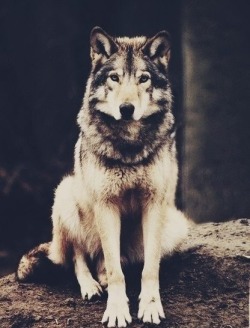 the-real-eye-to-see:  Thoughtful wolf 