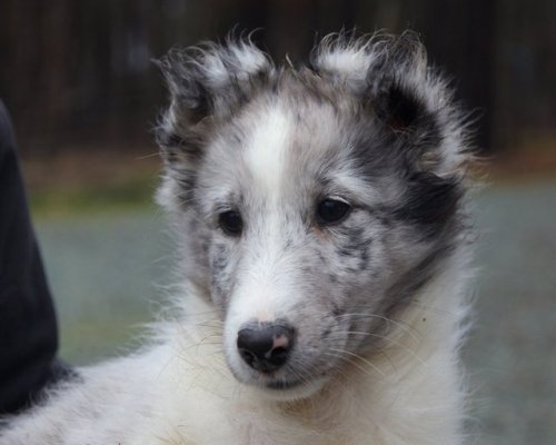 Claire Apple’s working-bred sheltie puppies photographed by Rachel Toren(mine is one of the bottom t