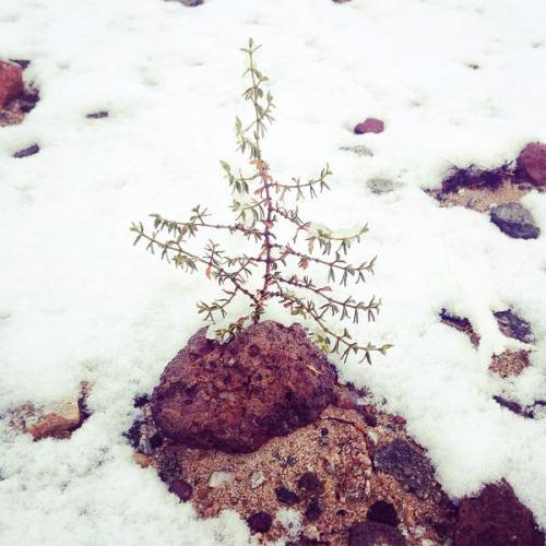 apollo-pop:  SNOW IN THE DESERT! This is the first time I’ve ever seen snow in my hometown and I’m so happy milkrainn and I got to experience it together with our butthole cat! * w*