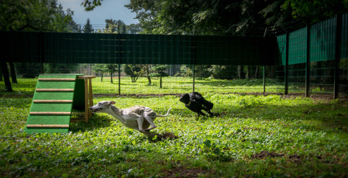 goblindogs: thedutchsighthound: Yesterday we were in Germany at the Langhaar Whippet Sommerfest in n