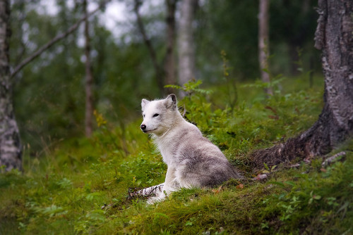 wanderers-haven:bathorynordland: Artic fox by Peter Nijenhuis on Flickr.