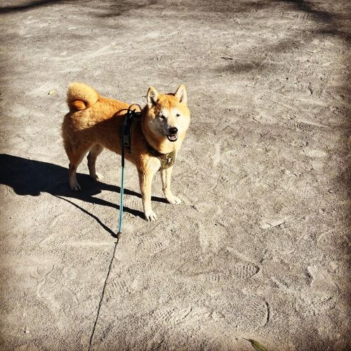 えへってする犬 #shiba #shibainu #shibadog #しばいぬ #柴犬 #あさんぽhttps://www.instagram.com/p/Cbg2-WgPSk8/?utm_med