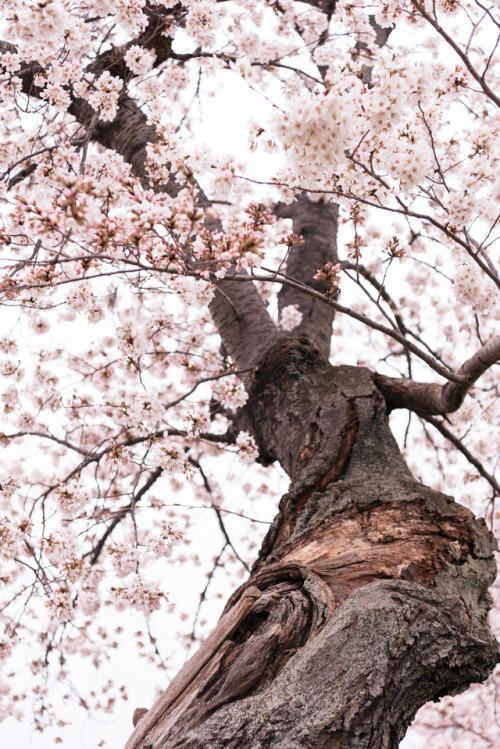 Walking with the Cherry Blossoms. © Katelyn Perry | Instagram Here