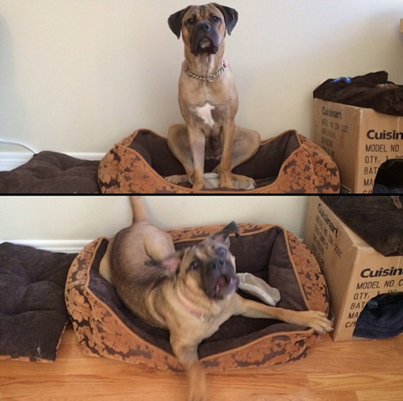 awwww-cute:  Sit vs “Wanna go to the park?” (Source: http://ift.tt/1JZfSx3) 