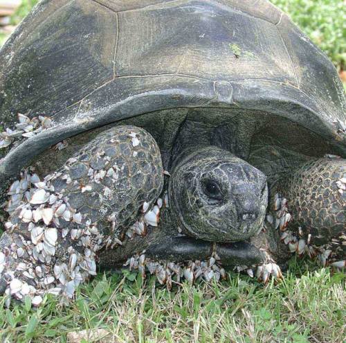 In 2004, this giant Aldabra tortoise (Aldabrachelys gigantea) seems to have survived an ocean voyage
