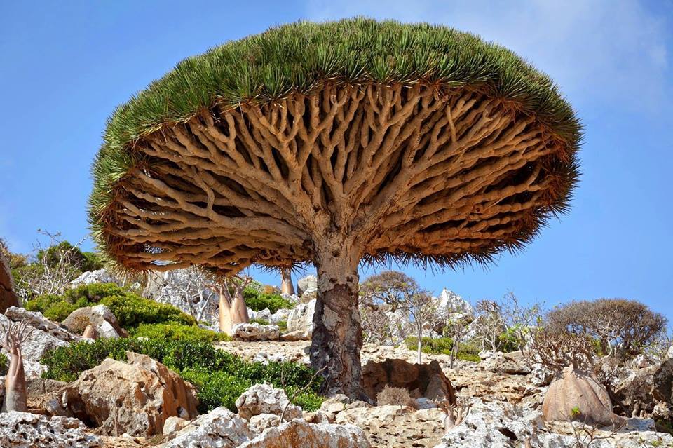 everythingstarstuff:    Dragon’s Blood Tree  