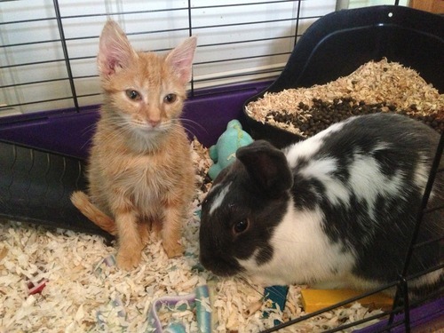A story of a kitten and his unlikely companion...
