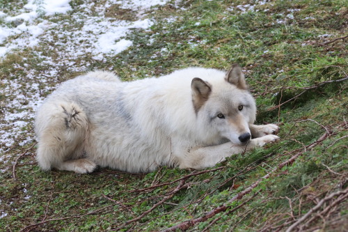 Photos Of The Day: An A+ Cute Wolf