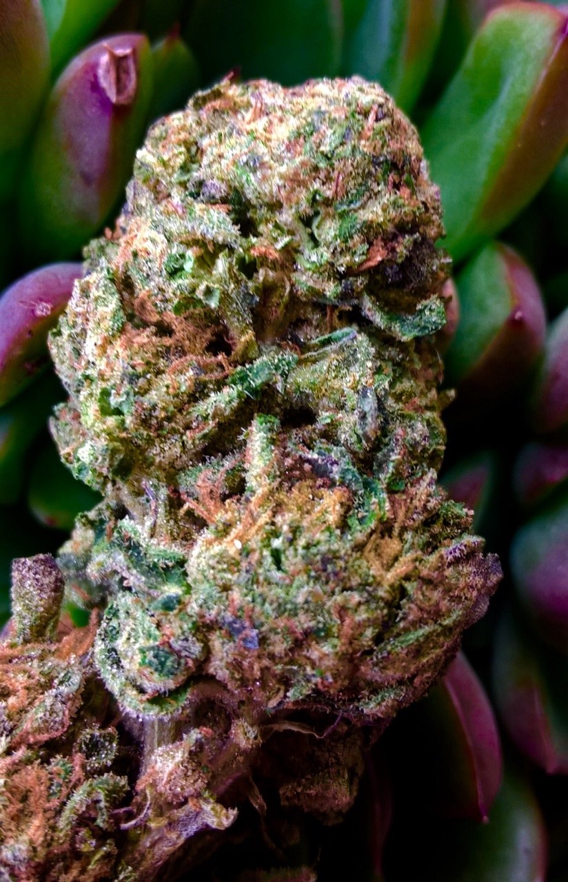 shelovesplants:Wake up to bake up 💜💨💜💨💜💨💜