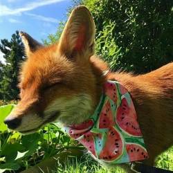 Everythingfox: He Has A Watermelon Bandanna 😭  :D!