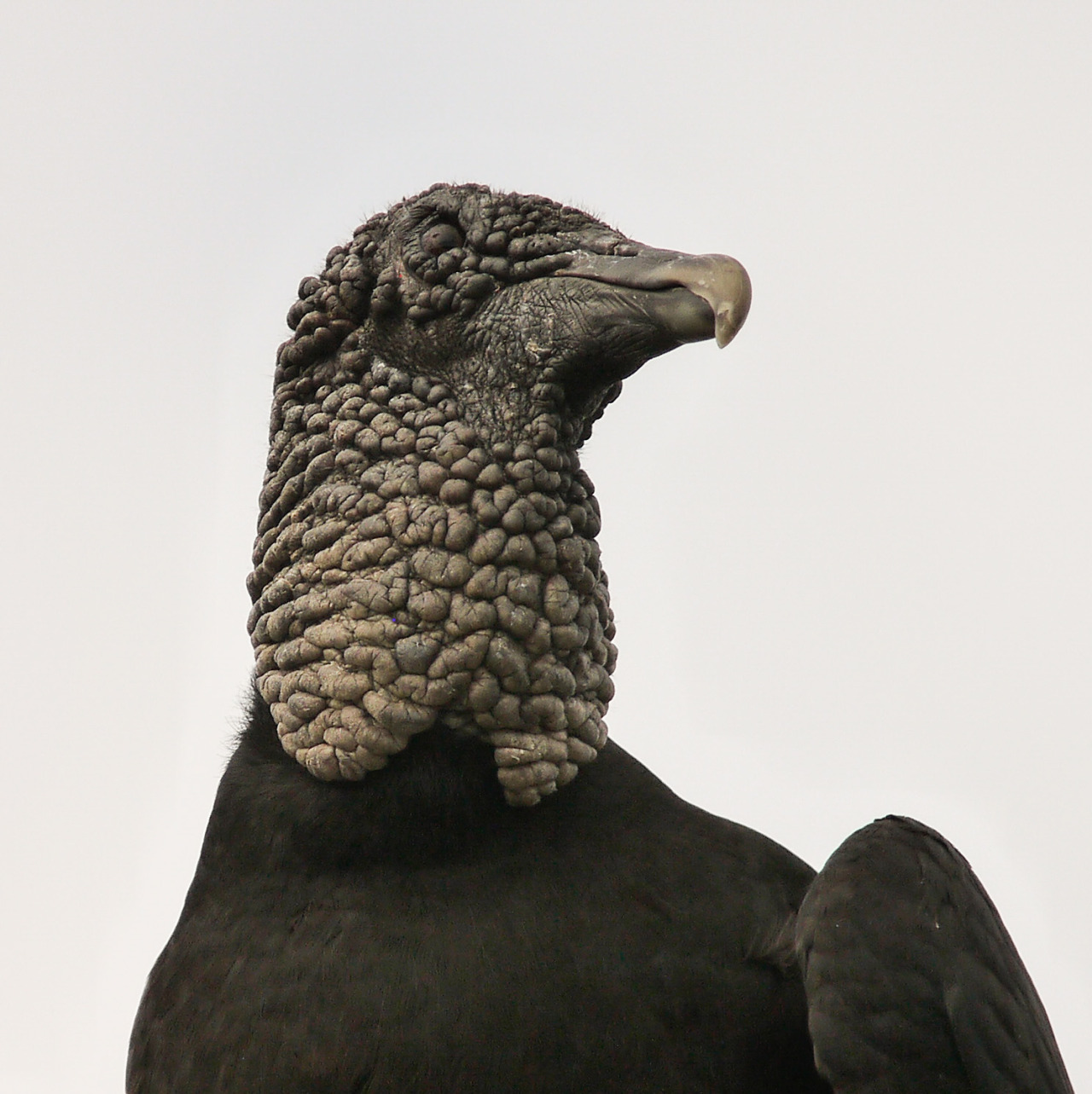 heptagram:  Black VultureYucatan, MX