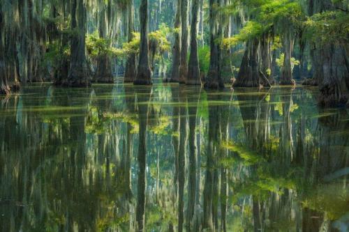 birdonwing: odditiesoflife: The Sunken Forest of Caddo Lake Caddo Lake is home to living trees that 