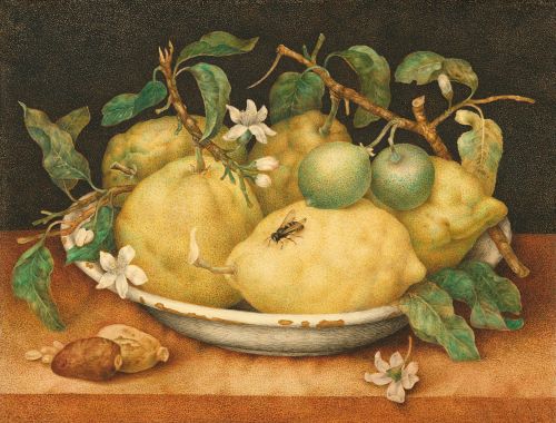 pintoras:Giovanna Garzoni (Italian, 1600 - 1670): Still Life with Bowl of Citrons (late 1640s) (via 