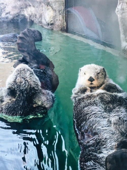 Sea otters