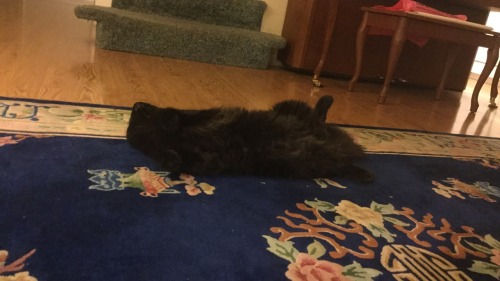bruceedickinson: Draw me like one of your French kitties