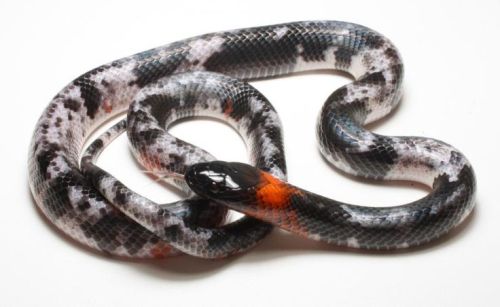 ainawgsd:piebald reptiles part 2, snakes Piebaldism (pi-bald-iz-m) is a genetic condition which re