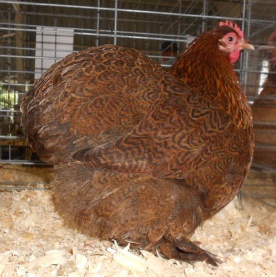 chickenoftheday:the roundest cochins i could find