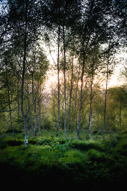 freddie-photography:  Sunshine on Moors and Lower Forests, Gloucestershire UK  By Freddie Ardley PhotographyWebsite | Facebook | Instagram | Twitter 