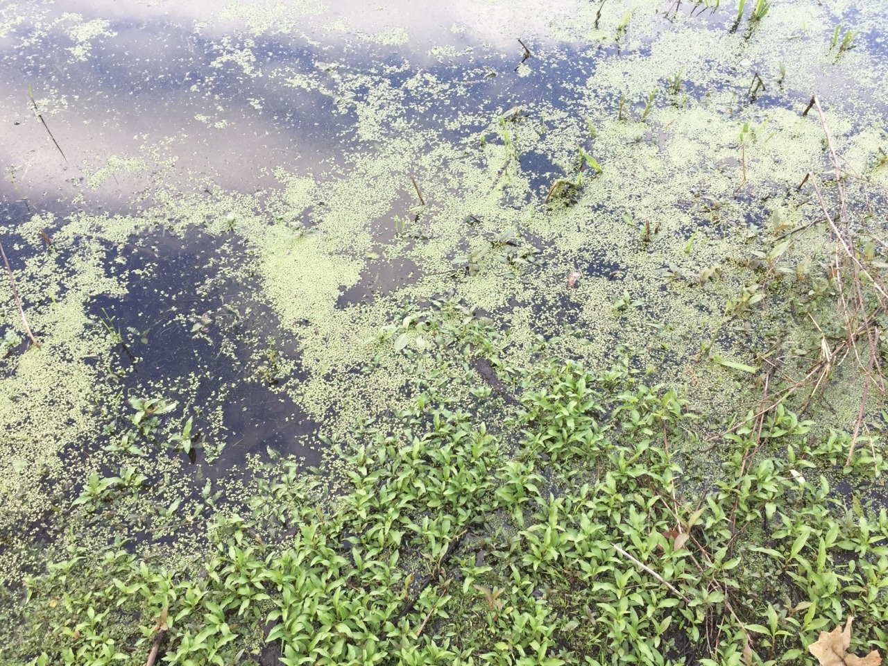 cloudy bog