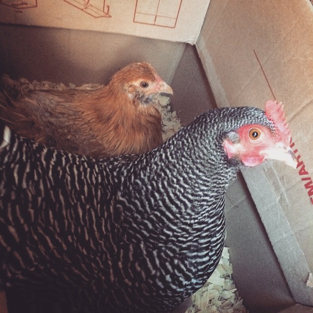 Is it just me, or do they look like they’re up to no good? #bantam #chickensofinstagram Gayle and Amy don’t use the nesting boxes we made them. They prefer this moving box from Lowe’s. I didn’t realize it was a group effort!