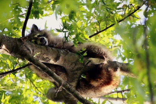 walking-geema:….napping in my Maple