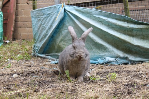 Mum, Mum ! Look at my scary face !