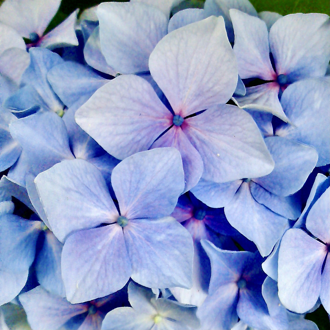 Purple Hydrangea Explore Tumblr Posts And Blogs Tumgir Purple Hydrangea Explore Tumblr Posts And Blogs Tumgir