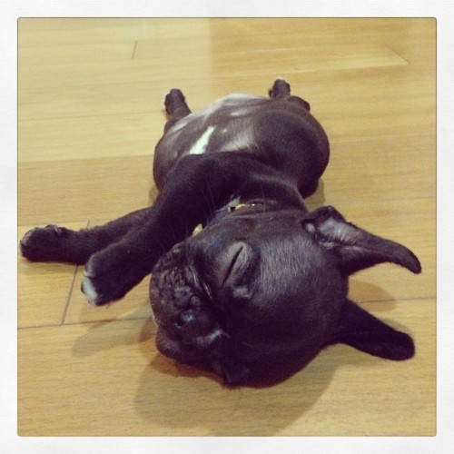 batpigandme:#frogdog #frenchie #frenchbully #fab_frenchie #frenchbulldog #frenchiebully #fancy_frenc