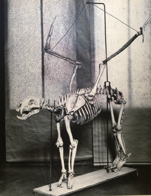 Joan Fontcuberta, Squelette de Felis Pennatus, 1989 (Espagne)Série Fauna.© Joan Fontcuberta