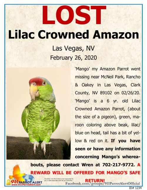 LOST - LILAC CROWNED AMAZON,  FEB 26, 2020, &ldquo;MANGO&rdquo;, LAURIE DRIVE NEAR RANC