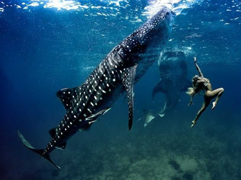 sixpenceee:  Whale Shark Fashion ShootThese pictures of endangered whale sharks along