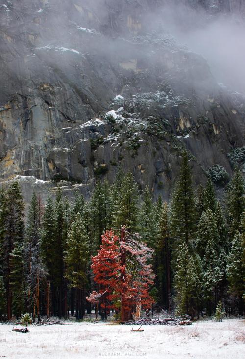 oneshotolive:  Yosemite Covered in Snow Feels Magical [OC][1368x2000] 📷: armitage2112 