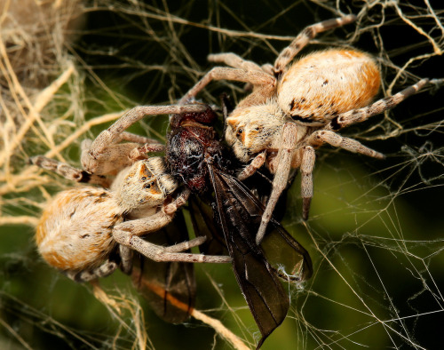 invertebrates: onenicebugperday:African social spiders, Stegodyphus dumicola, Eresidae (velvet 