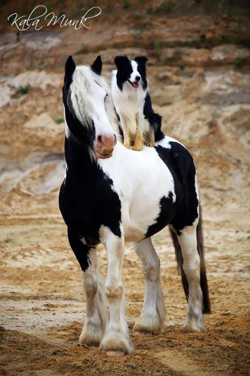 fivefrozenfingers:  humoristics:  Brothers From Another Mother  Matchy matchy 