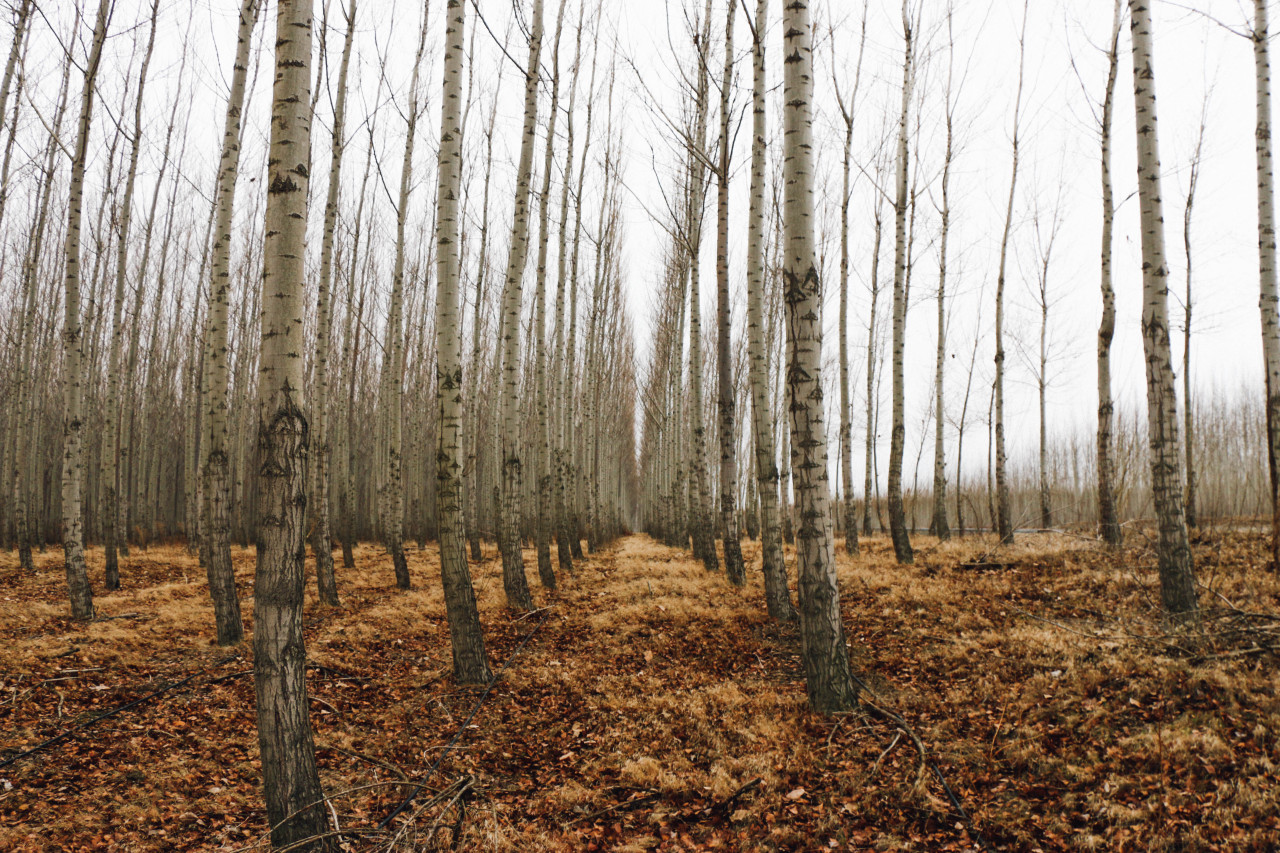 lambgriffin:  The Famous Tree Farm. (Oregon) © 2014 Griffin Lamb Photography 