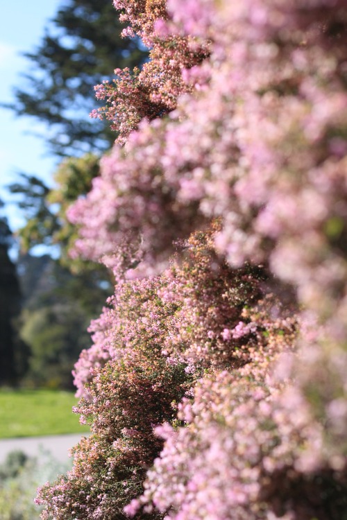 little pink flowers