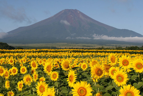 Sunflower Fuji