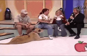 jamaicanamazon: fatandbougie:   capturedcreations:   awkward-fatality:  dookiediamonds: