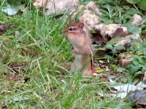 New friend in the garden! Just saw it now. I should clarify—I see chipmunks in the woods *all the ti