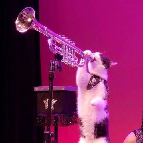 seel-sensory:Punk Cat Jammin On Trumpet Stimboard~sources~@teathattast
