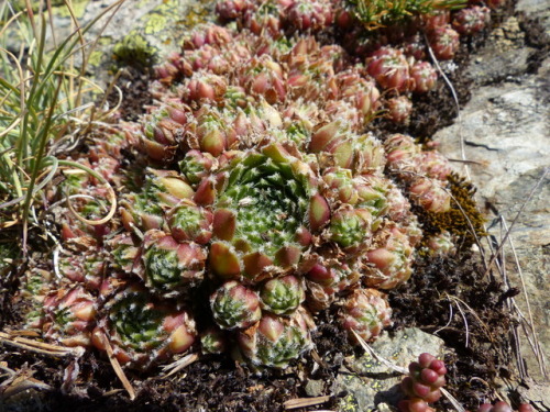 Common cobweb houseleek (Sempervivum arachnoideum subsp. arachnoideum)