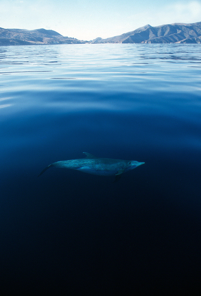 h4ilstorm:  Island Life (by fotolen)