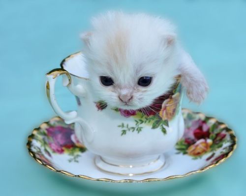 moonlettuce:For anyone who needs it, have some kittens in cups.this cup is so tiny