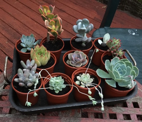 My lovely plants