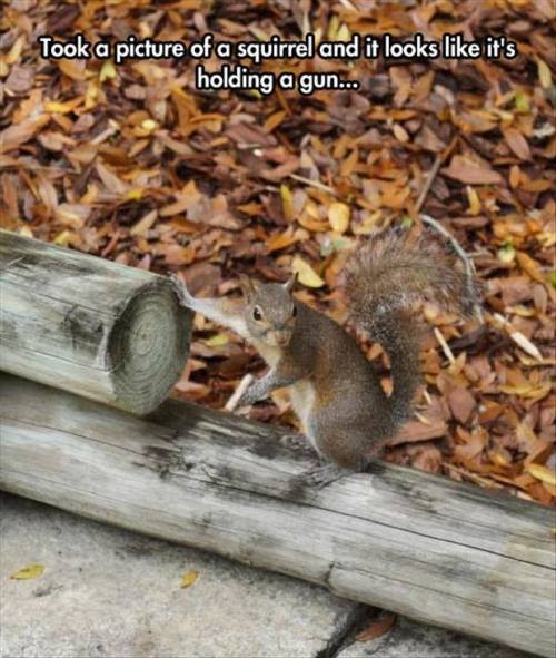 Hand over the peanuts and nobody gets hurt