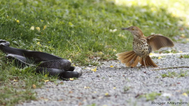 perceptionofadove:  fairy-wren:  Brown Thrasher vs. Black Rat Snake. Photos by Roger