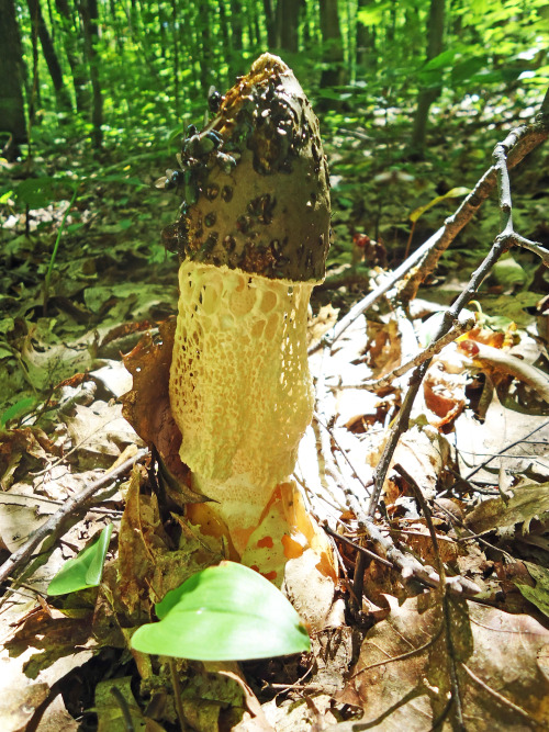 Porn photo A lovely mushroom I saw on my camping trip,