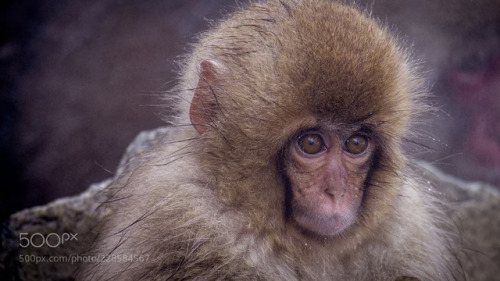 Baby snow monkey in color