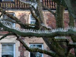architectureofdoom: Wealthy Bristol residents cause uproar by installing ‘anti-bird spikes’ to stop droppings hitting expensive cars  