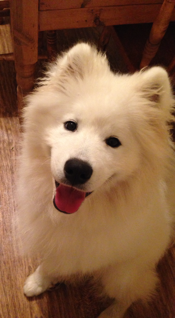 lukathesamoyed:  Just happy to be a cute puppy ;)